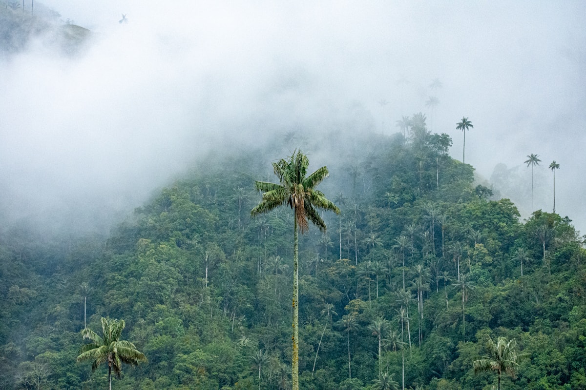 Choco Colombia: The Untouched Pacific Coast Most Travelers Never Find